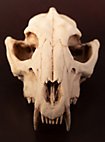 3D-Druck Fuchsschädel zum Selbstbemalen (16 cm)
